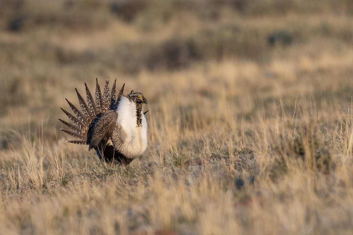 Greater Sage-Grouse - ML634488932