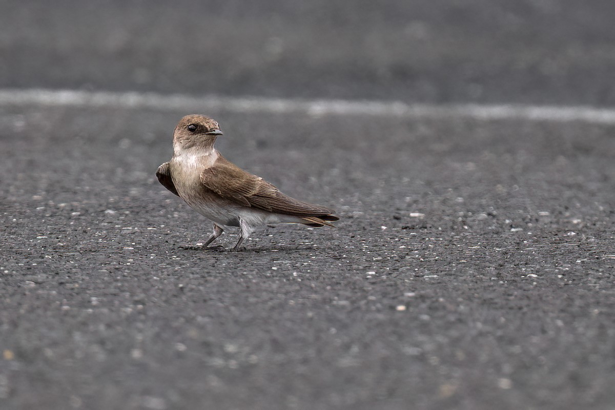 Northern Rough-winged Swallow - ML634488949