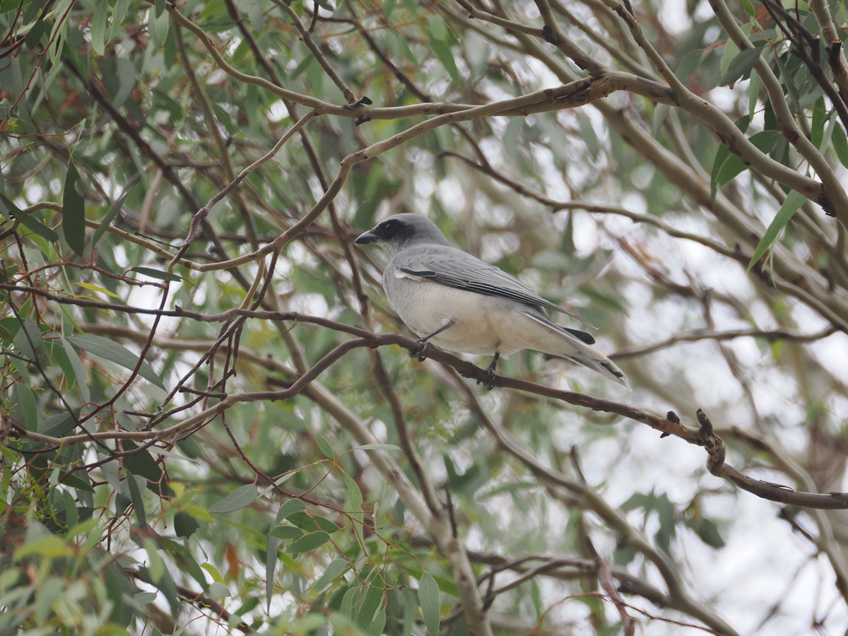 Échenilleur à masque noir - ML634489154