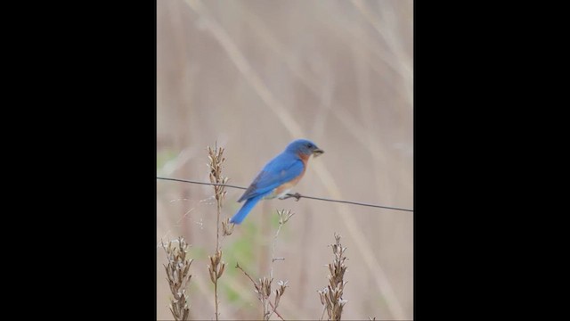 Eastern Bluebird - ML634489170