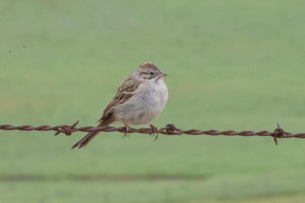 Brewer's Sparrow - ML634489204