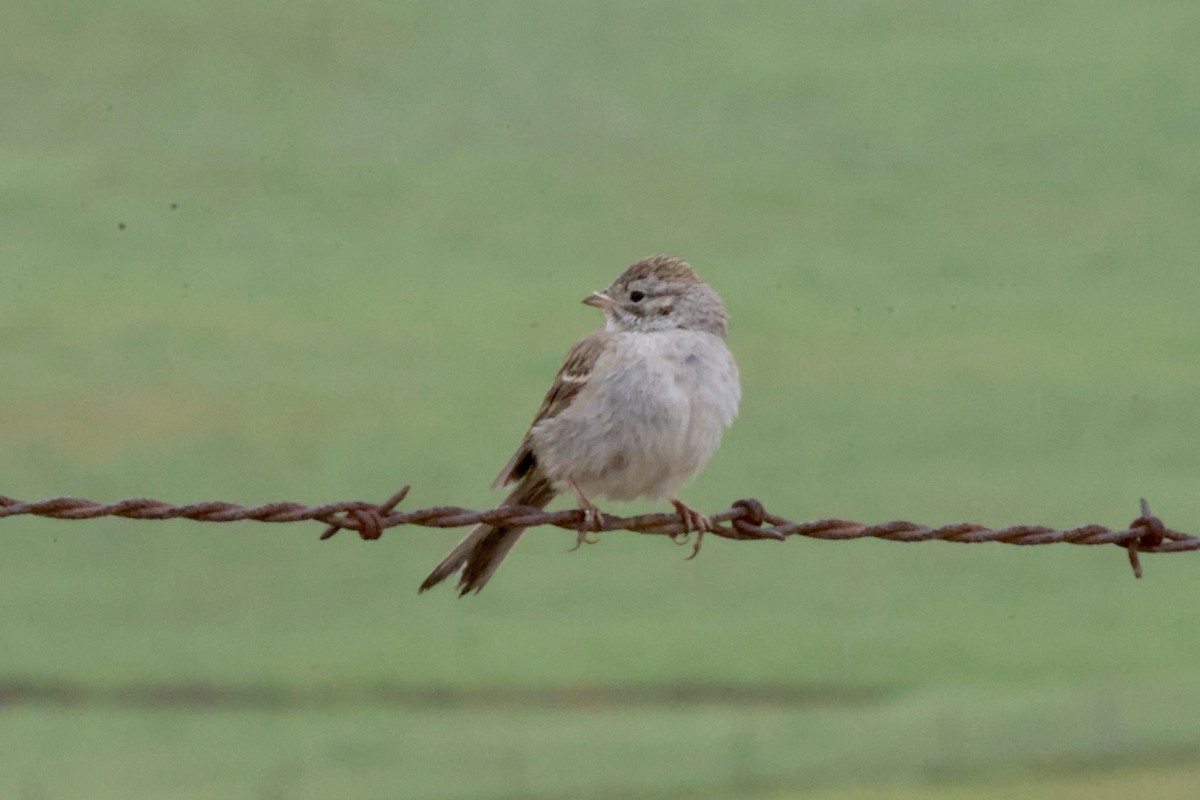 Brewer's Sparrow - ML634489205