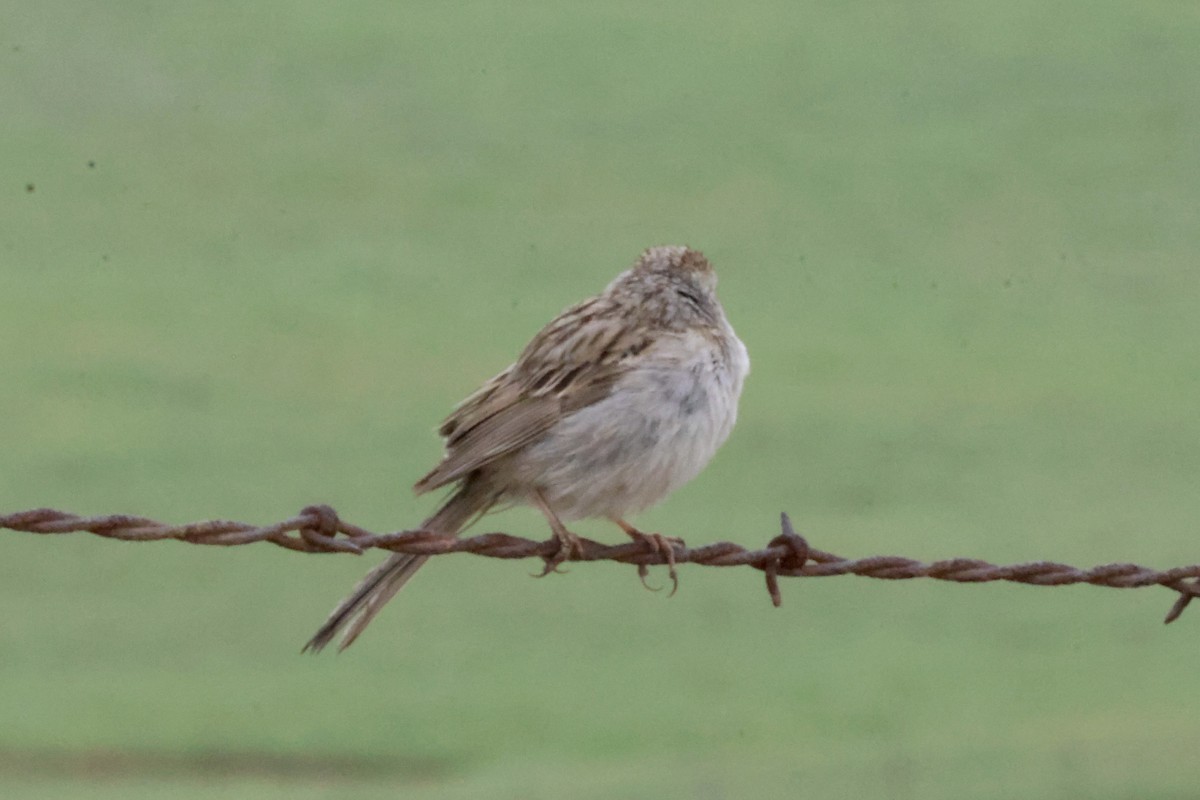 Brewer's Sparrow - ML634489208
