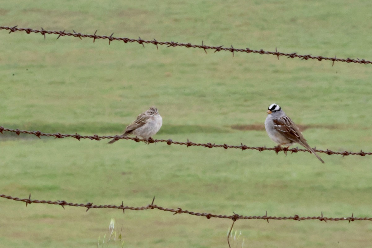Brewer's Sparrow - ML634489210