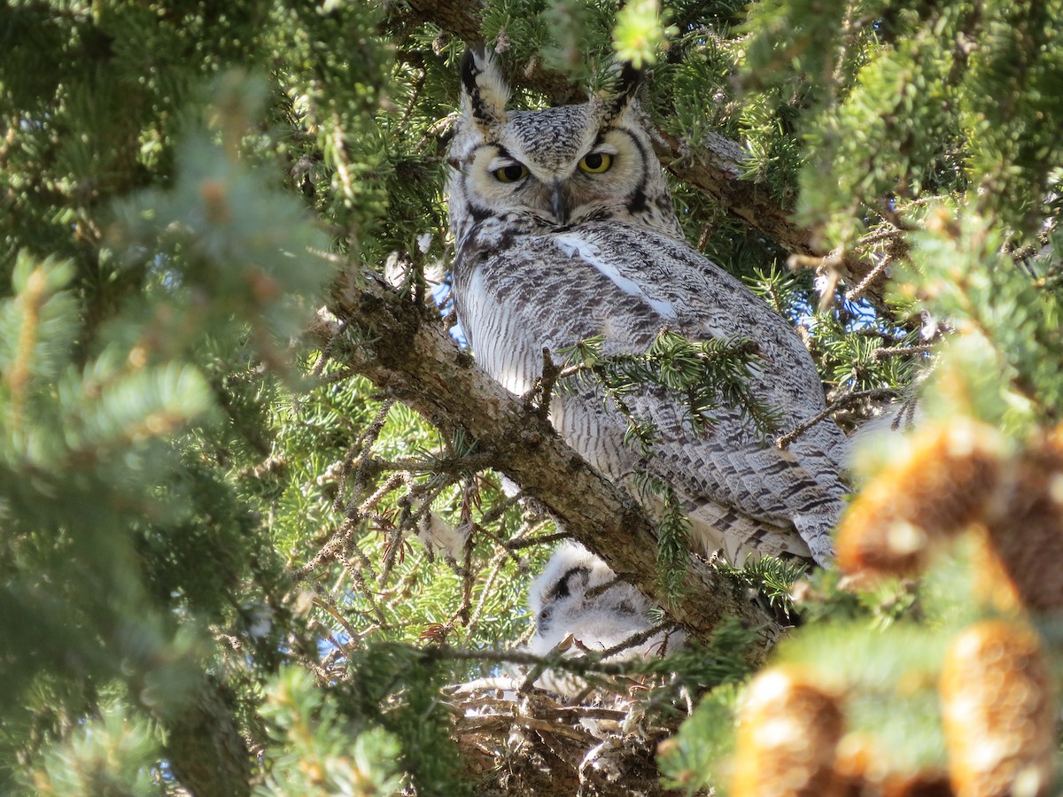 Great Horned Owl - ML634489268