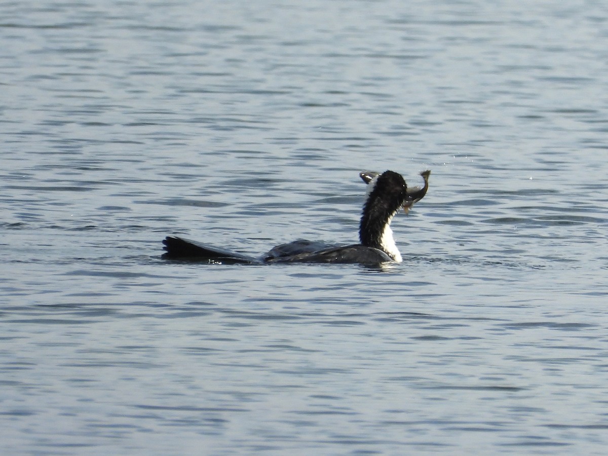 Cormoran varié - ML634489297