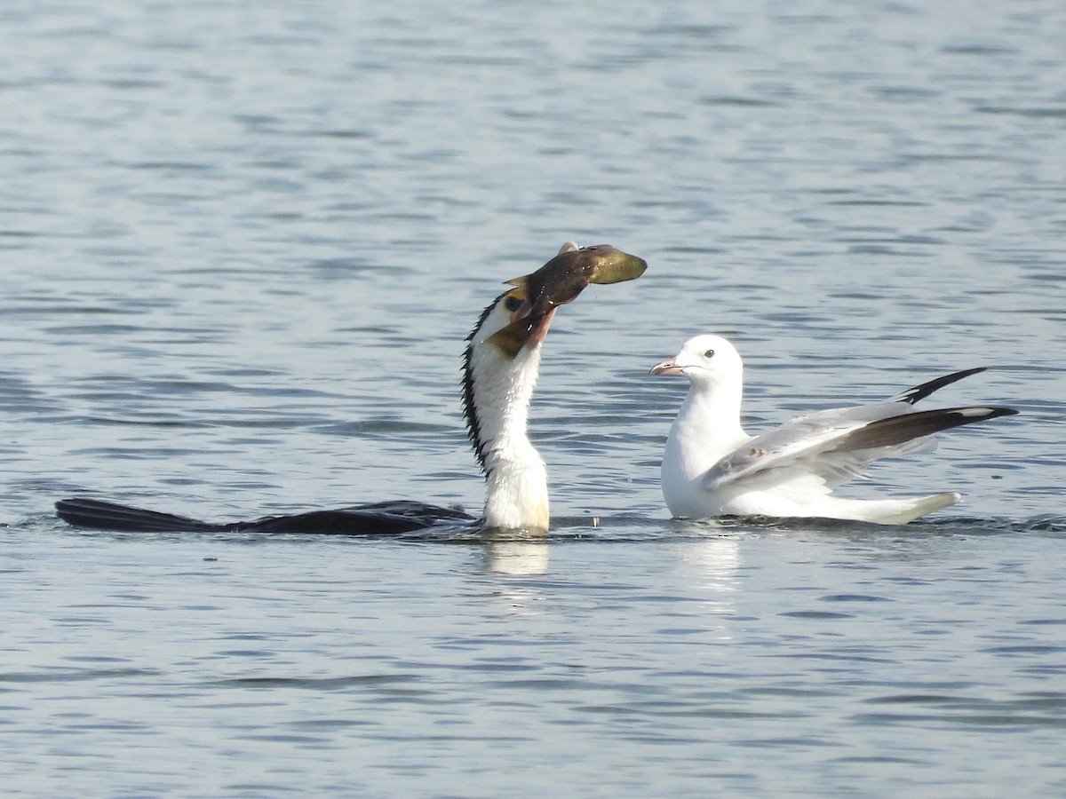 Cormoran varié - ML634489299