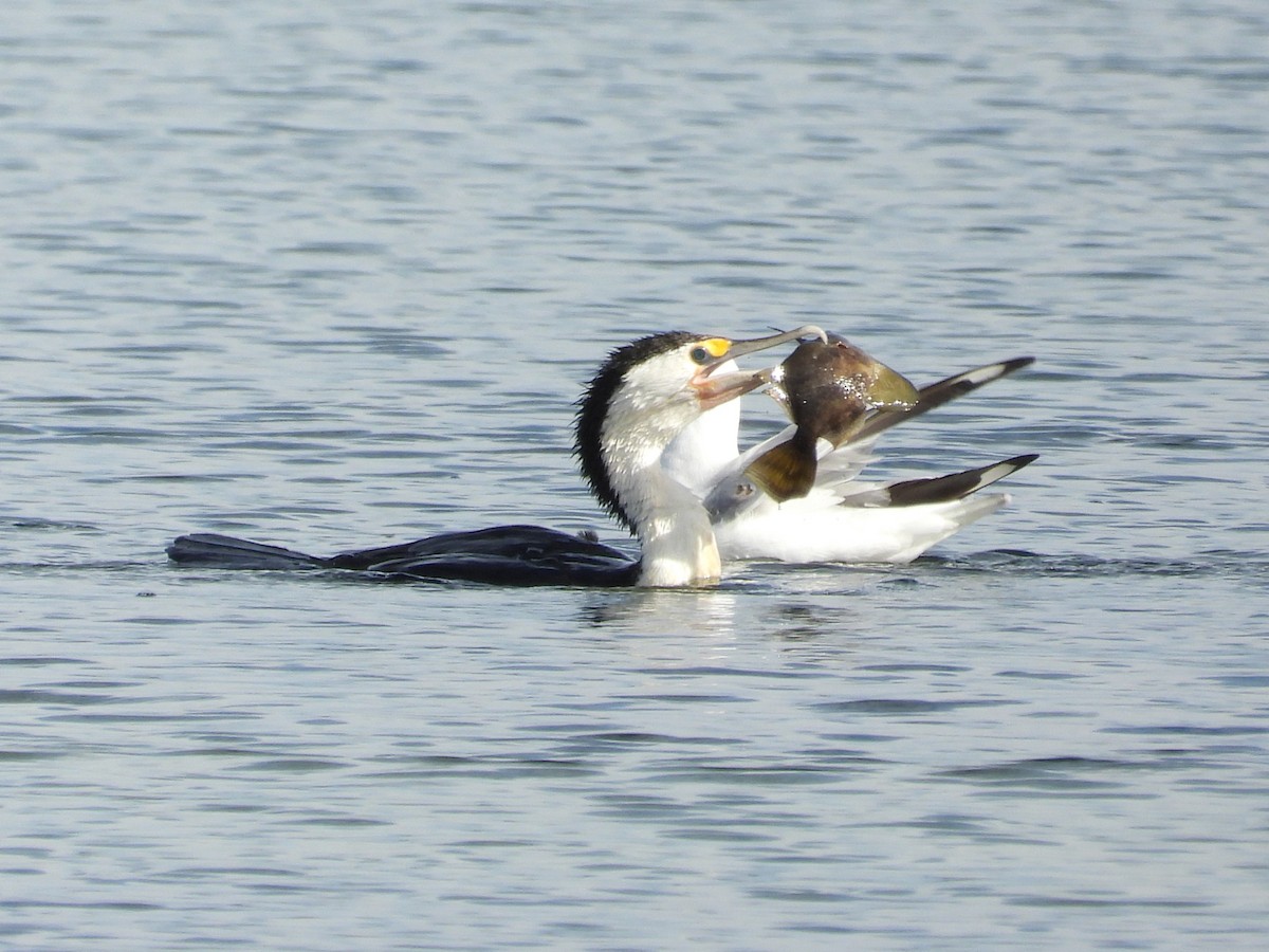 Cormoran varié - ML634489300