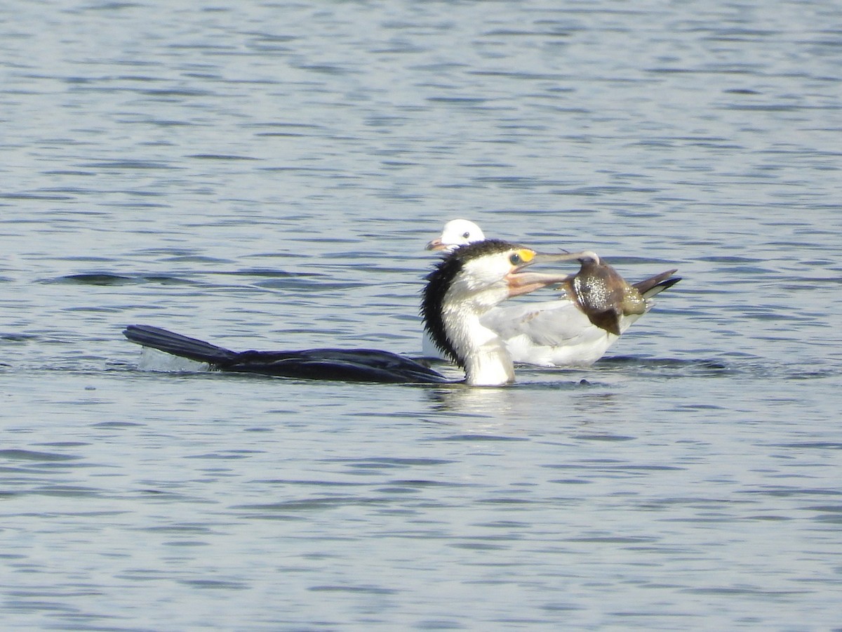 Cormoran varié - ML634489301