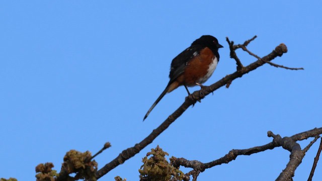 Spotted Towhee - ML634489617