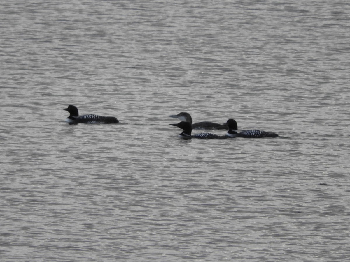 Common Loon - ML634489787