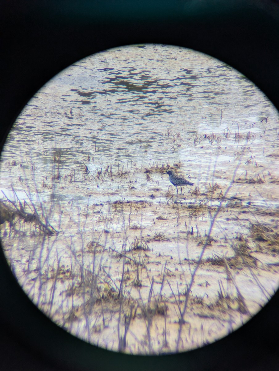 Black-bellied Plover - ML634489819