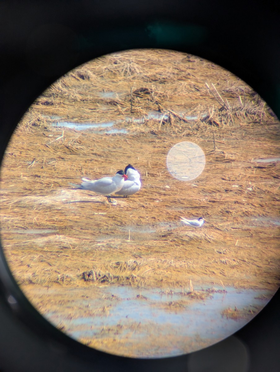 Caspian Tern - ML634489841