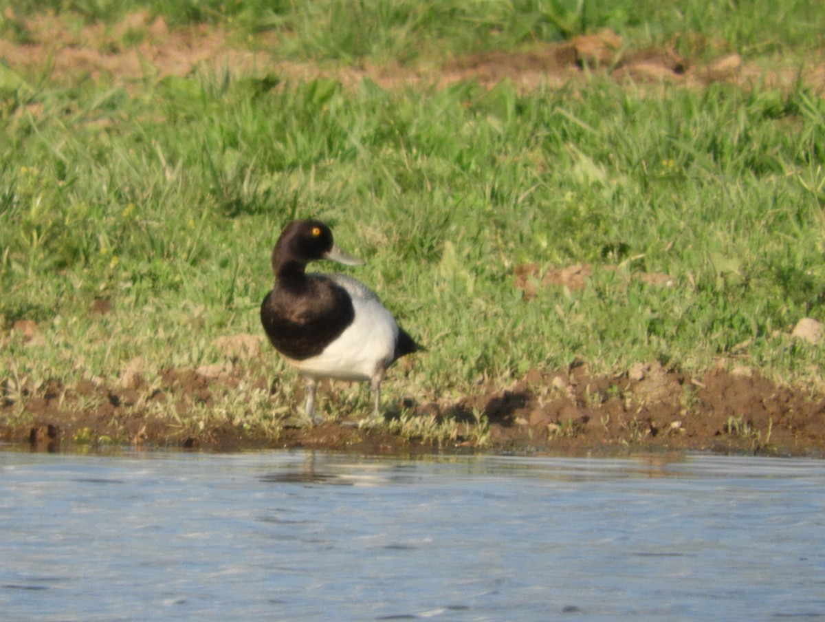 Lesser Scaup - ML634490039