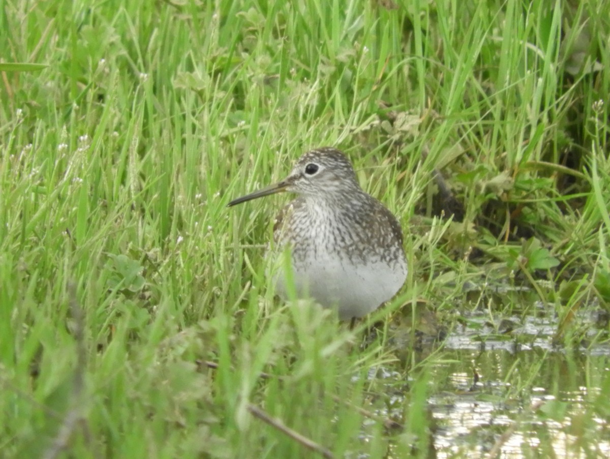 Solitary Sandpiper - ML634490075