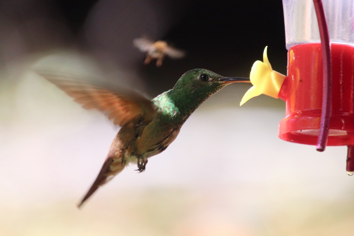 Berylline Hummingbird - ML634490210