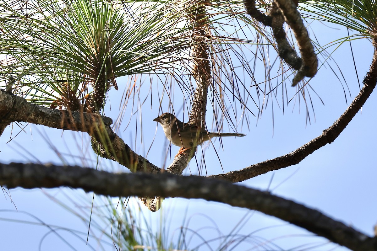 Bachman's Sparrow - ML634490292