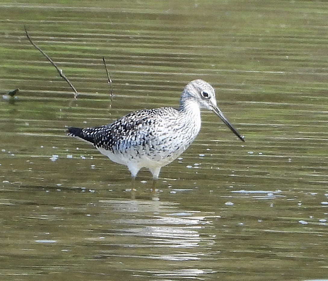 Greater Yellowlegs - ML634490357