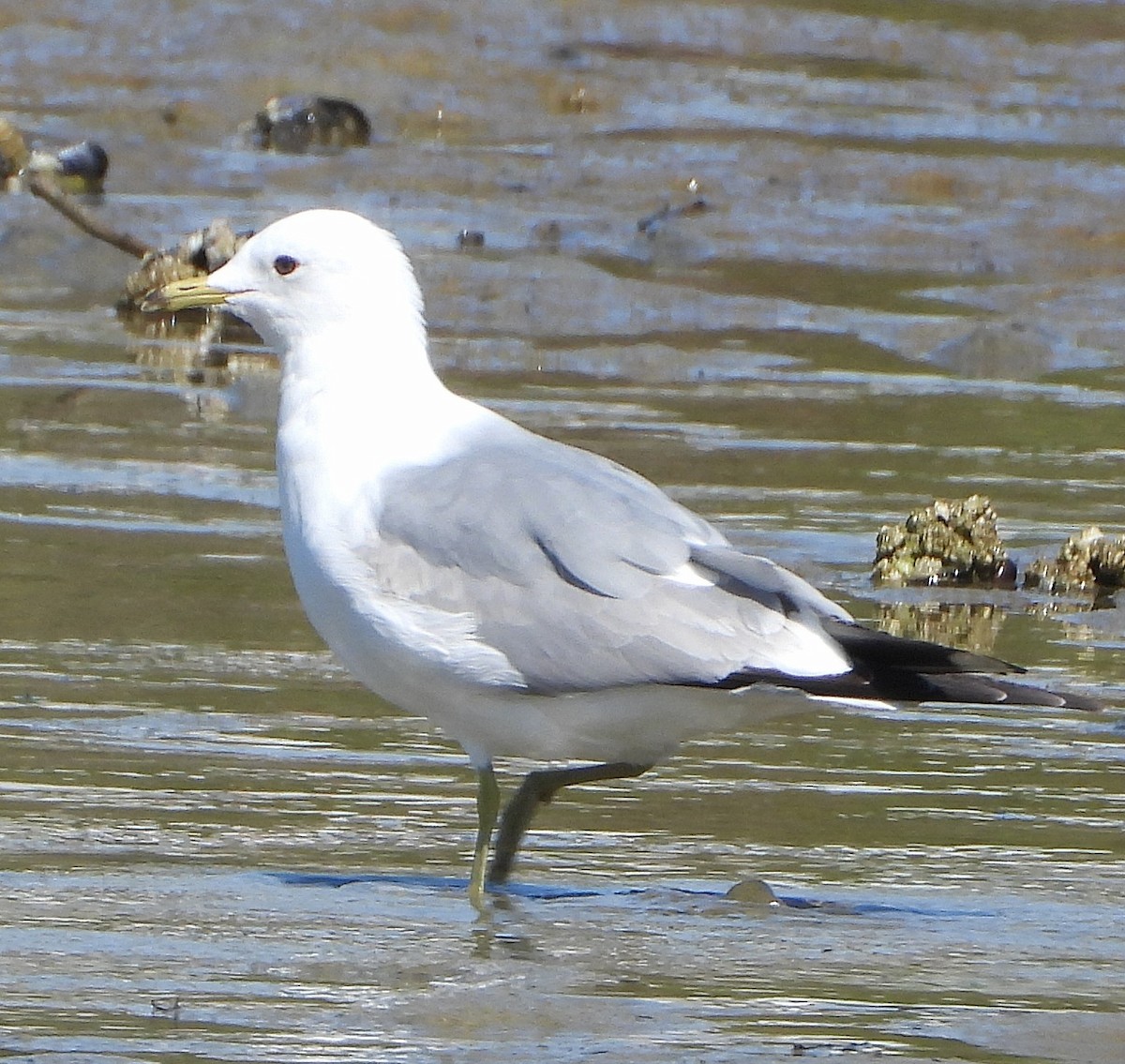 Short-billed Gull - ML634490386