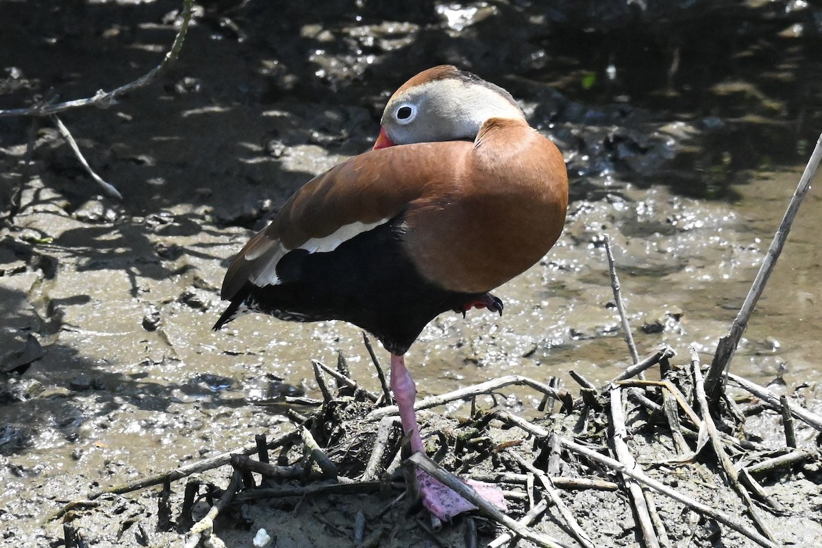 Rotschnabel-Pfeifgans - ML634490468