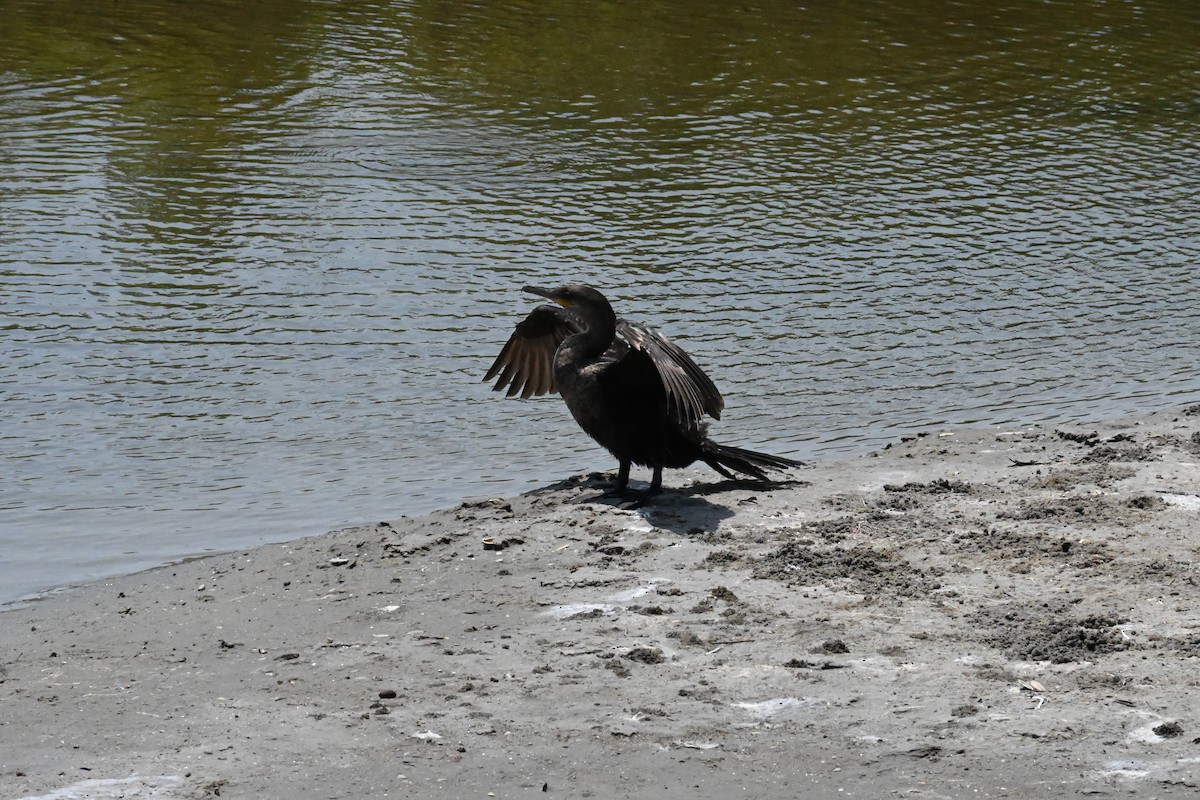 Humboldtscharbe - ML634490495