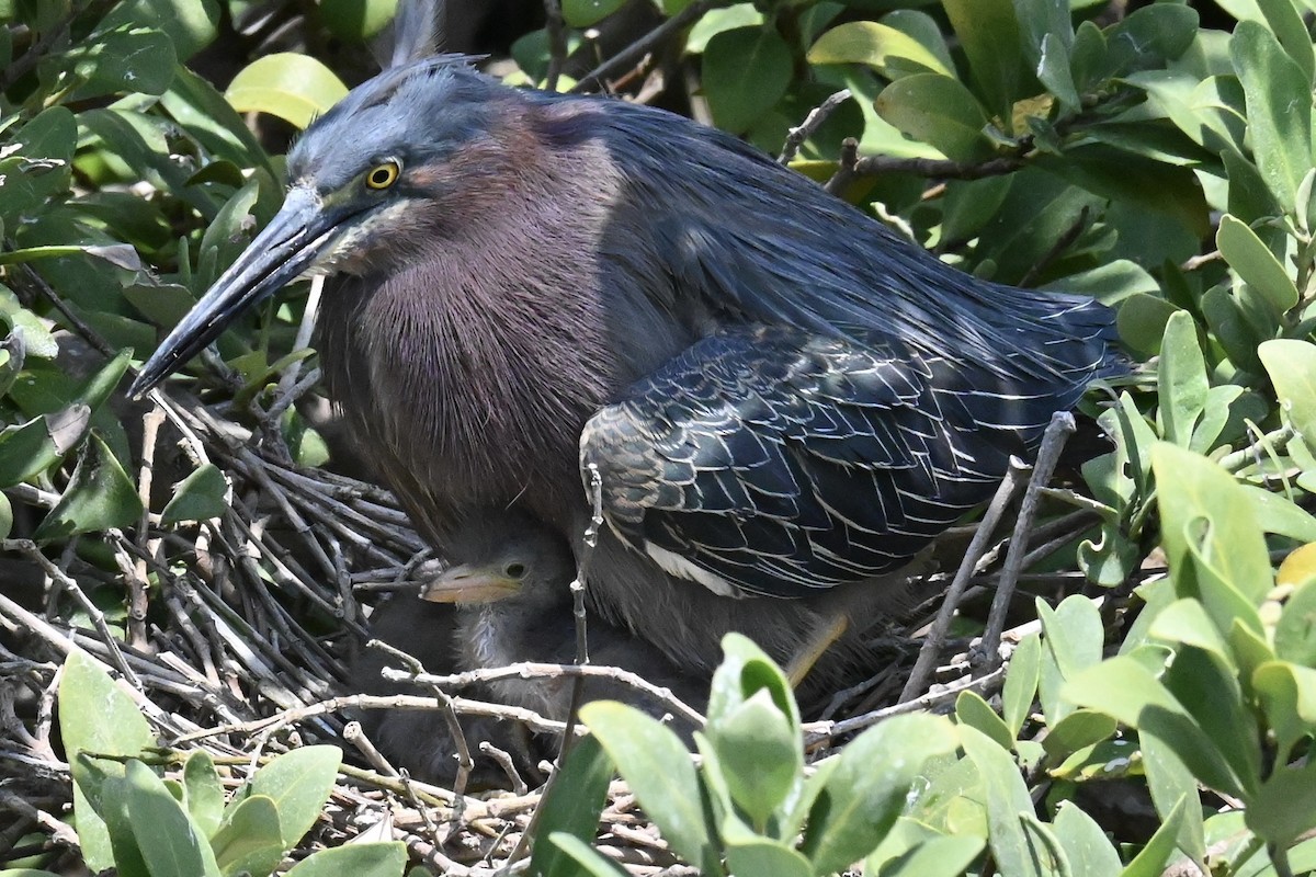 Grünreiher - ML634490529