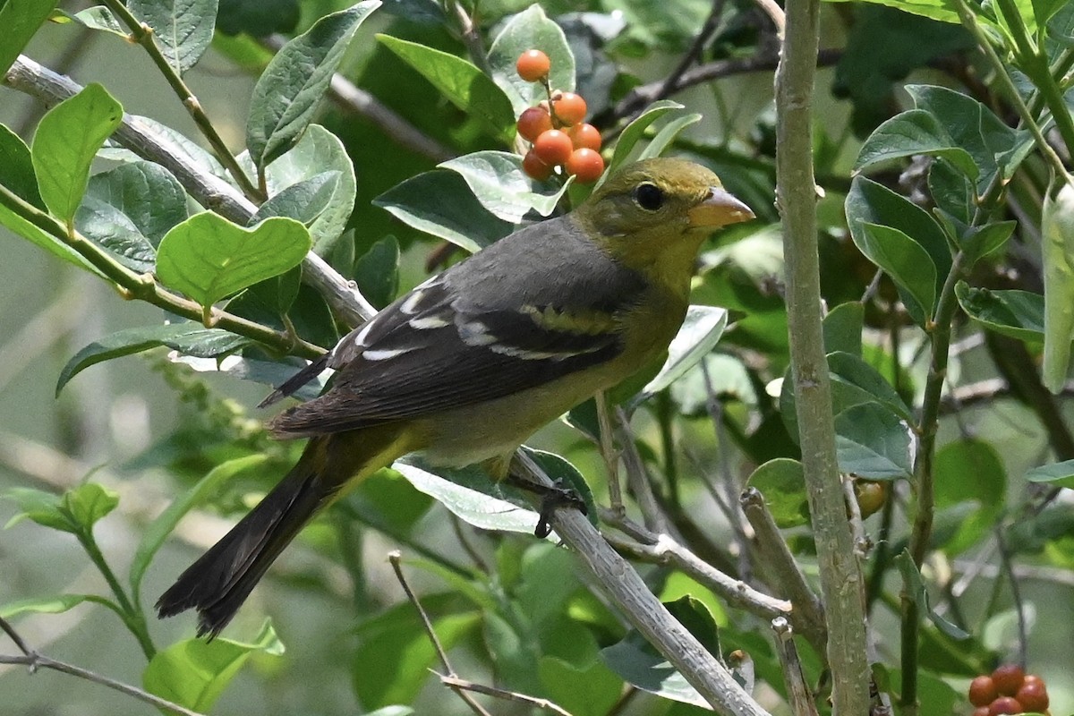 Kiefernkardinal - ML634490553