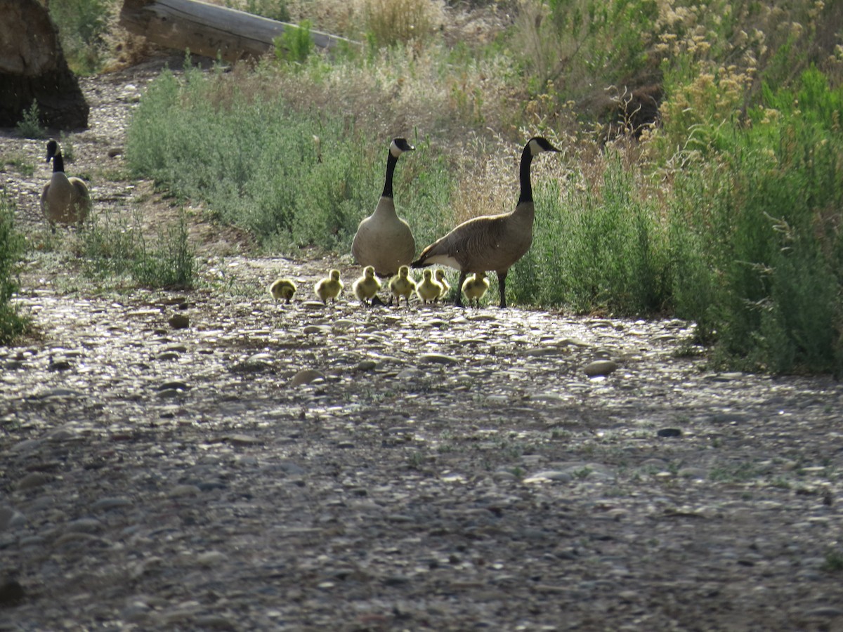 Canada Goose - ML634490610