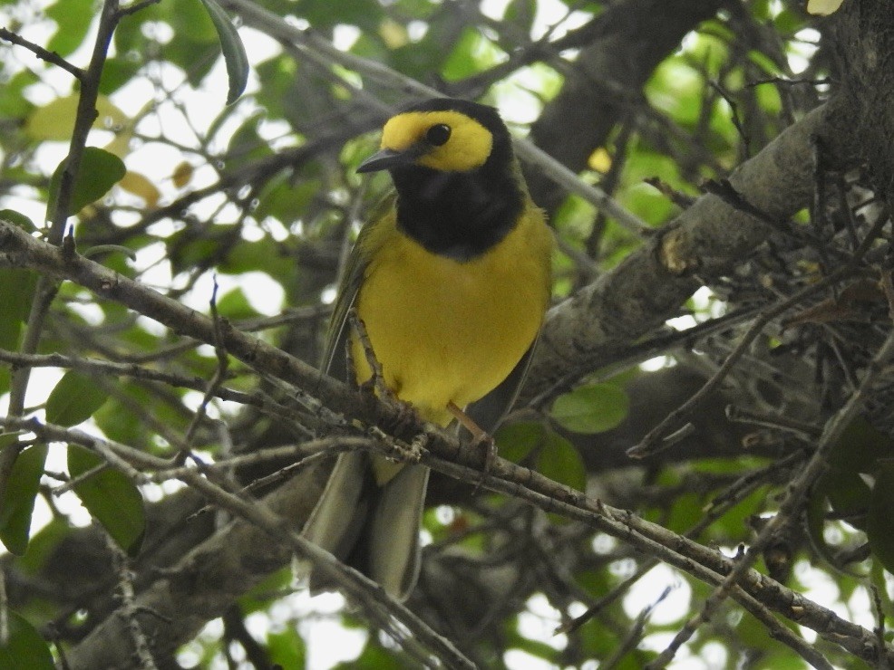 Hooded Warbler - ML634490623