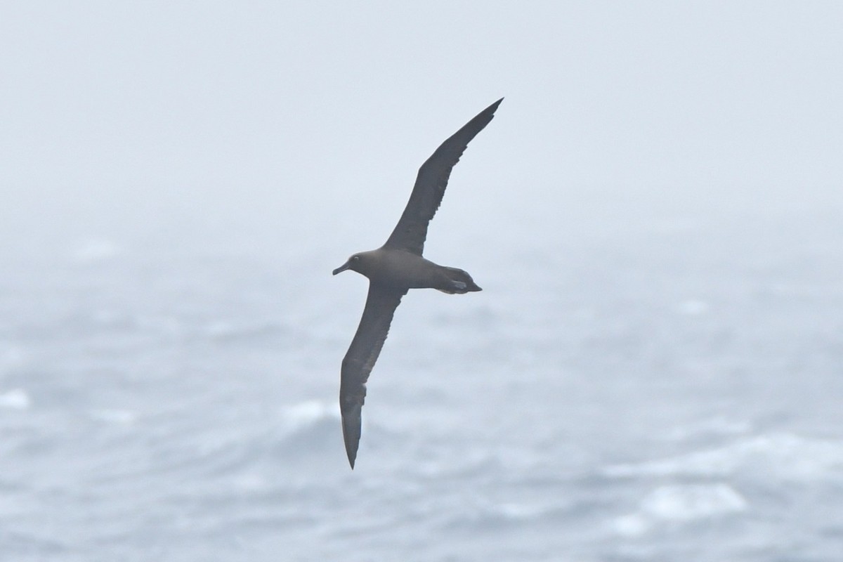 Sooty Albatross - ML634490748