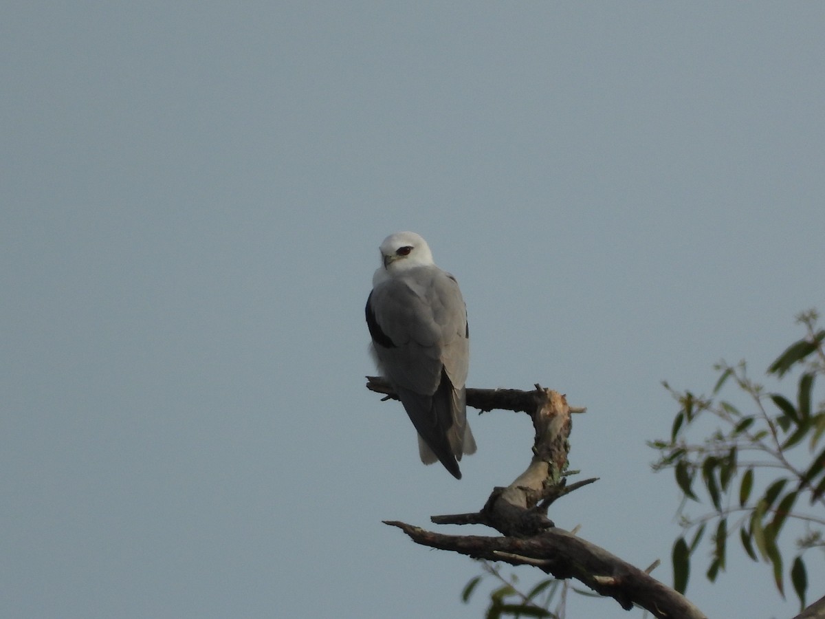 Black-shouldered Kite - ML634490867