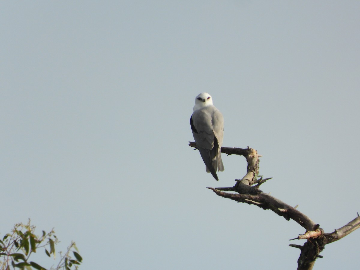 Black-shouldered Kite - ML634490869