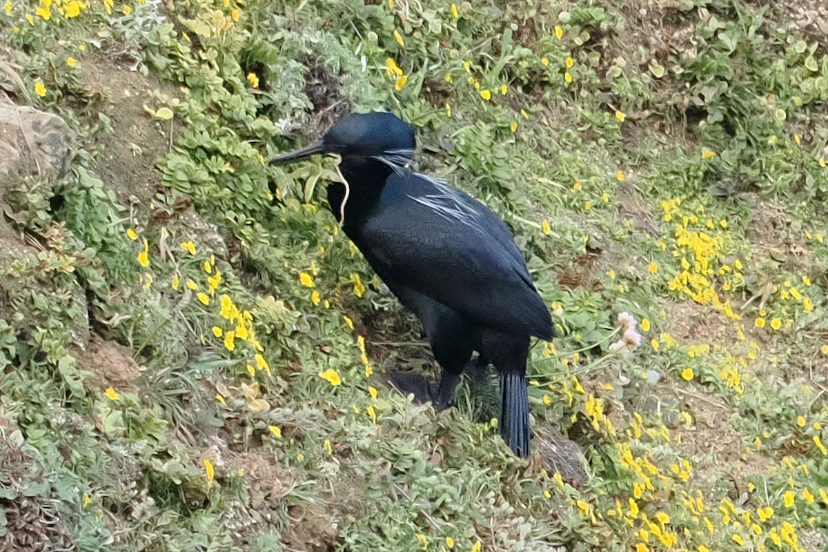 Brandt's Cormorant - ML634490970
