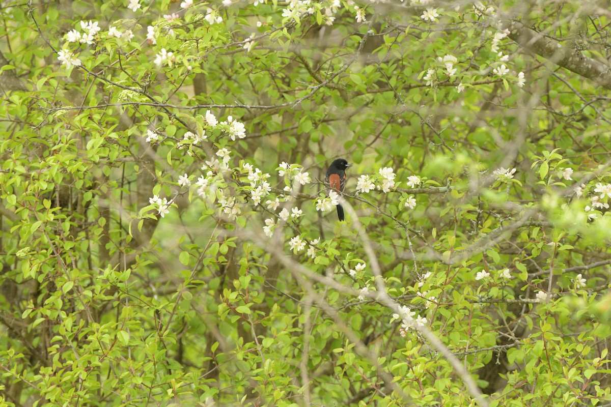 Orchard Oriole - ML634491451