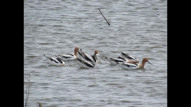 American Avocet - ML634491490
