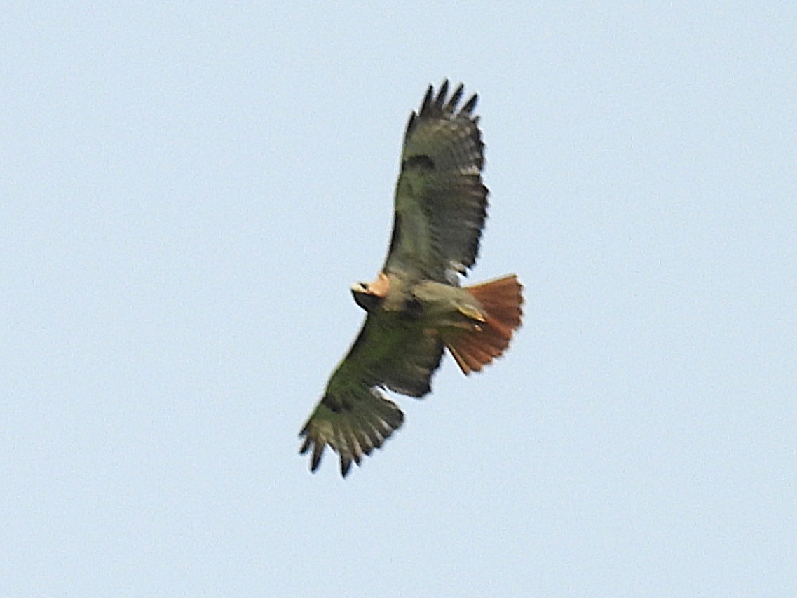 Red-tailed Hawk - ML634491641