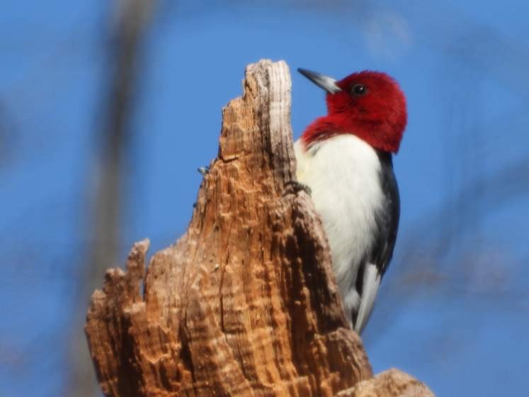 Pic à tête rouge - ML634491723