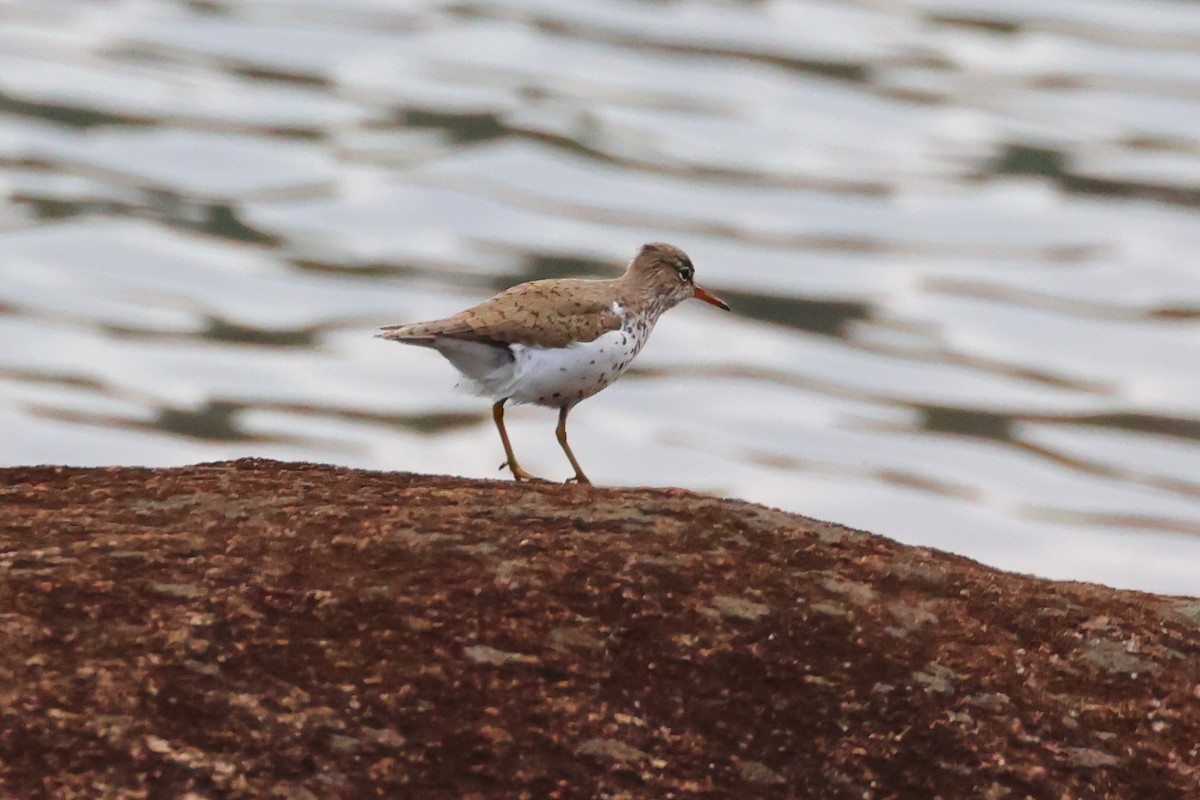 Spotted Sandpiper - ML634491737