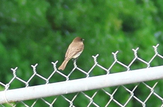 Eastern Phoebe - ML634491773
