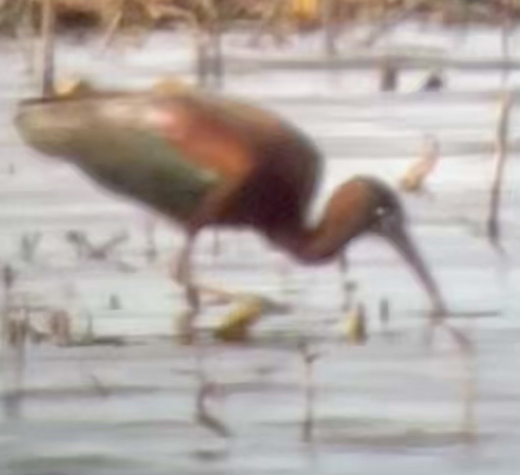Glossy Ibis - ML634491791