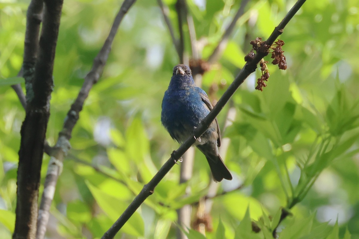 Indigo Bunting - ML634491795
