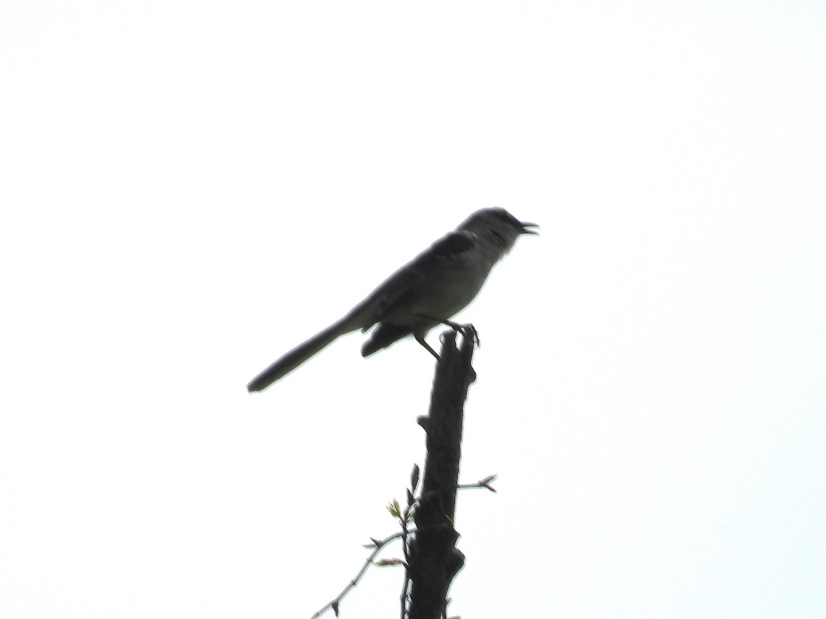 Northern Mockingbird - ML634491817