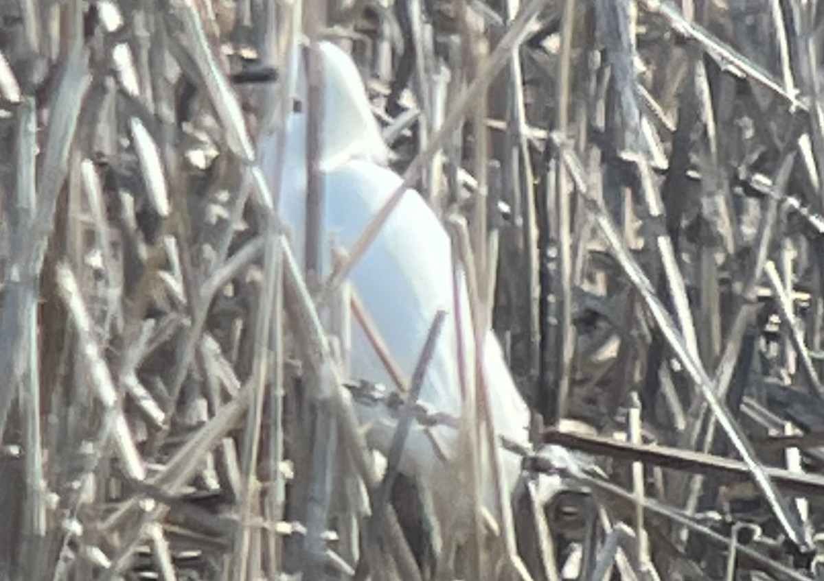 Snowy Egret - ML634491890