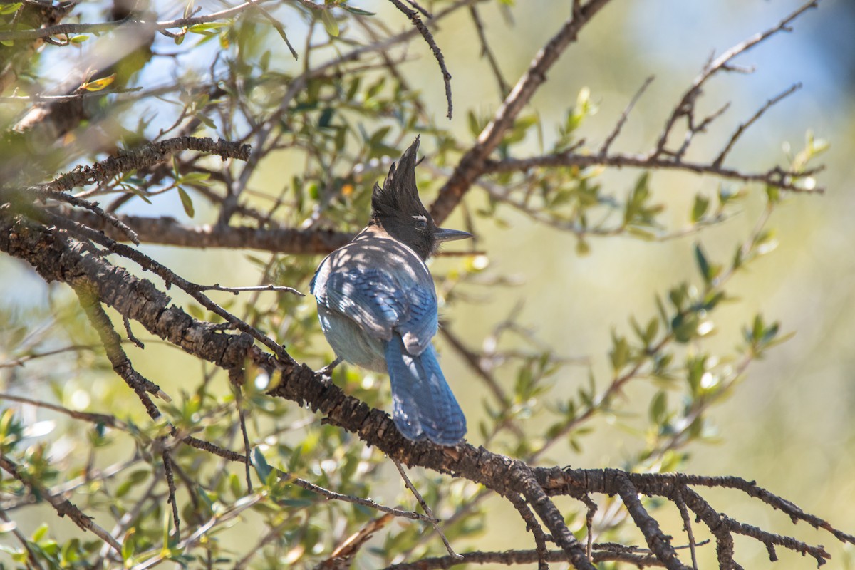 sojka Stellerova - ML634492032