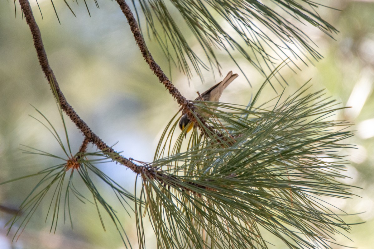 Grace's Warbler - ML634492046