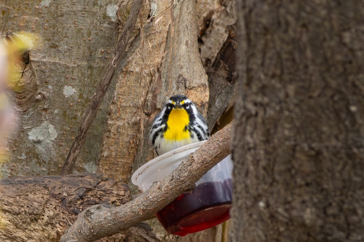 Yellow-throated Warbler - ML634492066