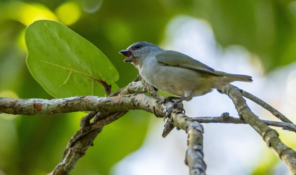 Jamaican Euphonia - ML634492167