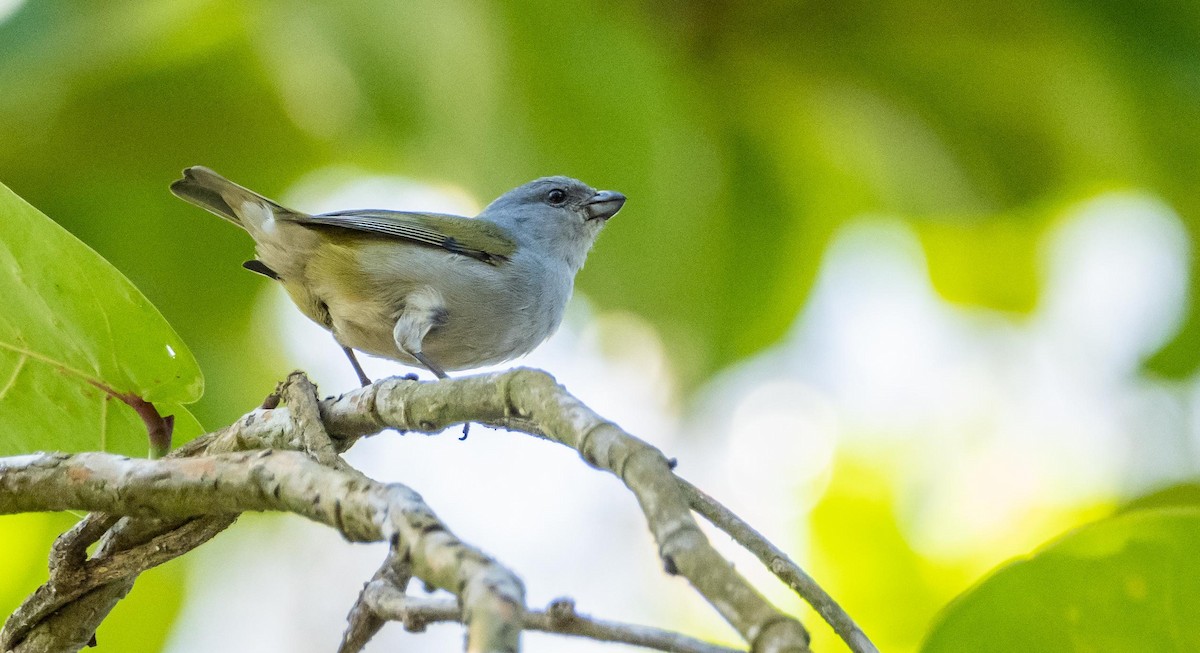 Jamaican Euphonia - ML634492168