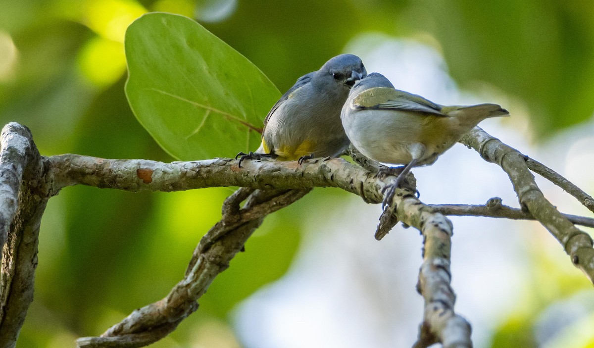 Jamaican Euphonia - ML634492169