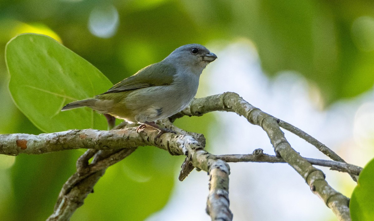 Jamaican Euphonia - ML634492170